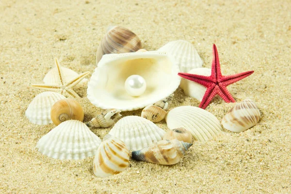 Muscheln, Perlen, Seesterne auf Sand — Stockfoto