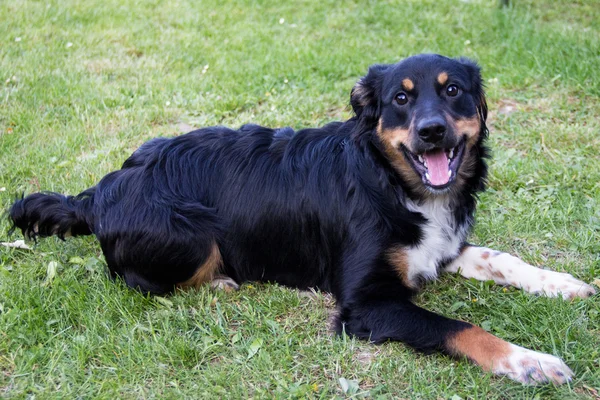 Funny dog — Stock Photo, Image