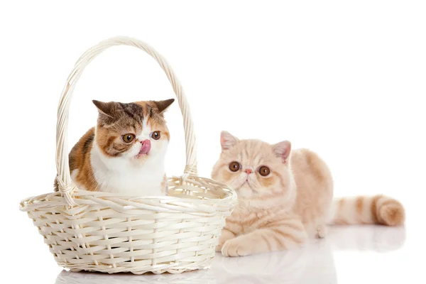 Katten met bascet geïsoleerd op witte achtergrond — Stockfoto