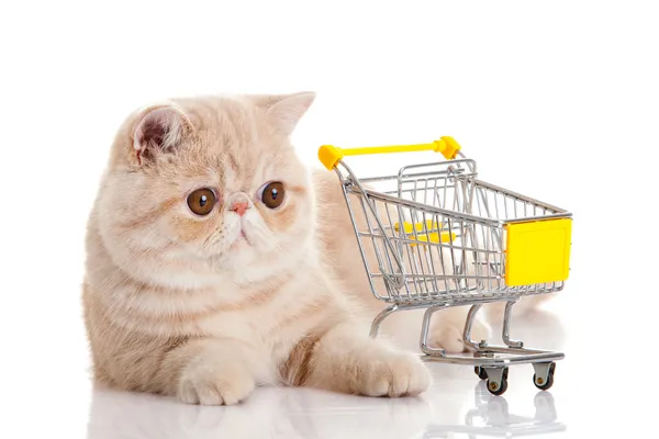 Persische exotische Katze isoliert mit Einkaufswagen — Stockfoto