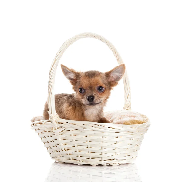 Chihuahua im Korb isoliert auf weißem Hintergrund — Stockfoto
