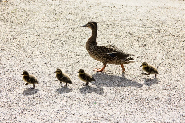 Anka med ducklings.walk i staden — Stockfoto