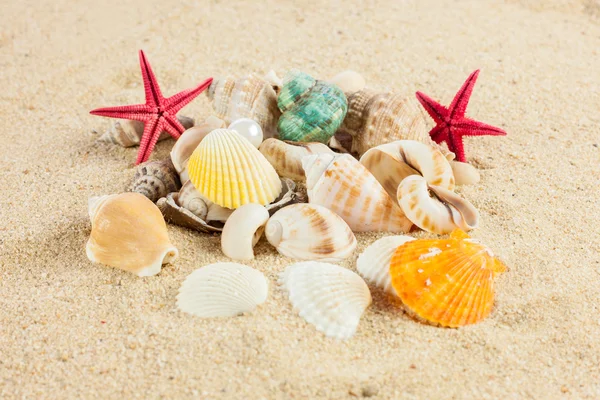 Snäckskal und sjöstjärna på sand — Stockfoto