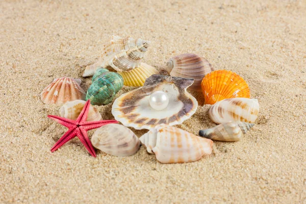 Muscheln und Seesterne auf Sand — Stockfoto