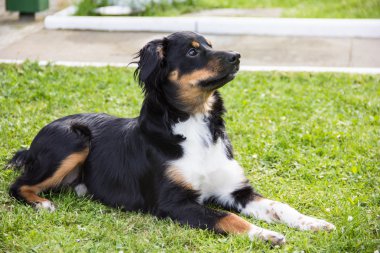 köpek komik döşeme doğurmak