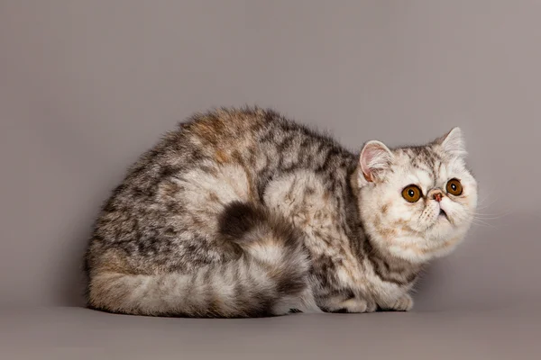 Gato sobre fondo gris —  Fotos de Stock