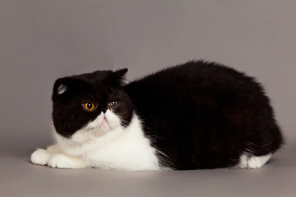 Kat op grijze achtergrond — Stockfoto