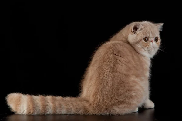 Gato persa exótico no fundo preto — Fotografia de Stock