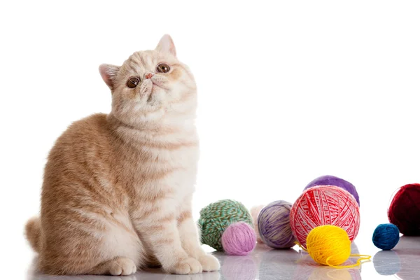 Gatto esotico persiano isolato con palline di diversi colori — Foto Stock