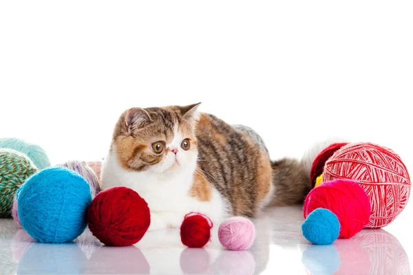 Persian exotic cat isolated with balls of different colours — Stock Photo, Image