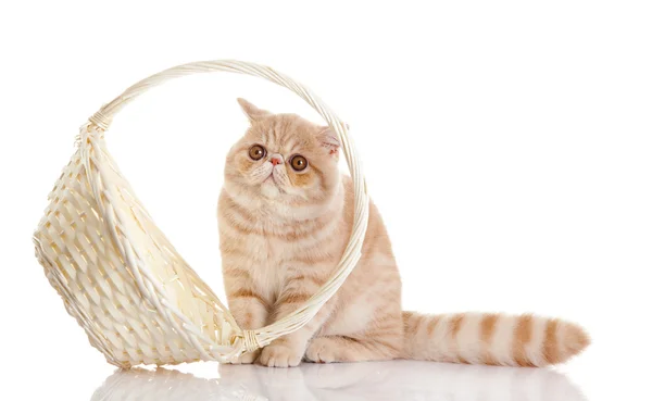 Persian exotic cat isolated with shopping basket — Stock Photo, Image