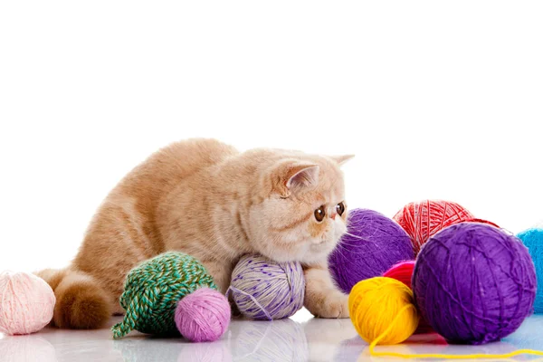 Persiska exotiska katt isolerad med bollar i olika färger Stockbild