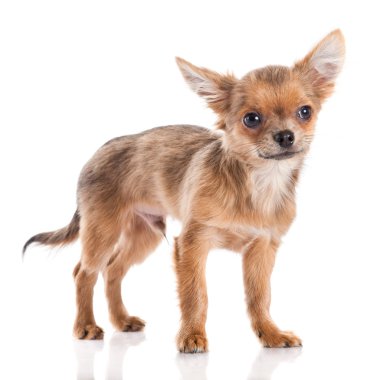 Chihuahua beyaz arka planda izole edilmiş.
