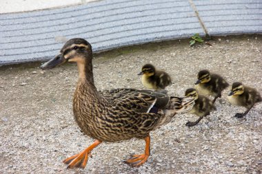 bandera pintada de brunei