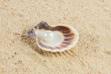 deniz kabuklarını und denizyıldızı kum üzerinde