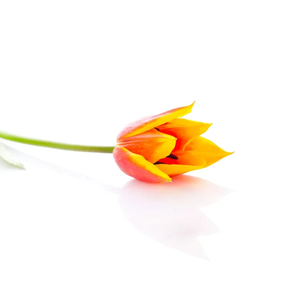 Tulips isolated on white background. colors — Stock Photo, Image