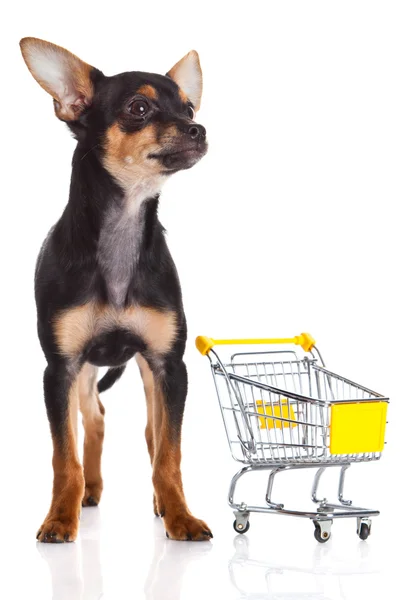 Chihuahua com carrinho de compras isolado em fundo branco — Fotografia de Stock