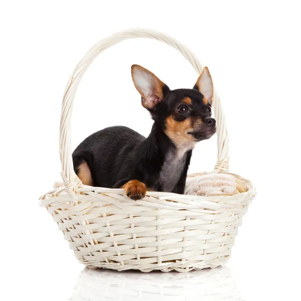 Chihuahua in basket isolated on white background — Stock Photo, Image