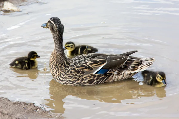 Kaczka z ducklings.walk w mieście — Zdjęcie stockowe