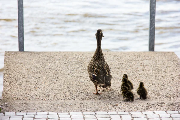 Pato con ducklings.walk en la ciudad — Foto de Stock