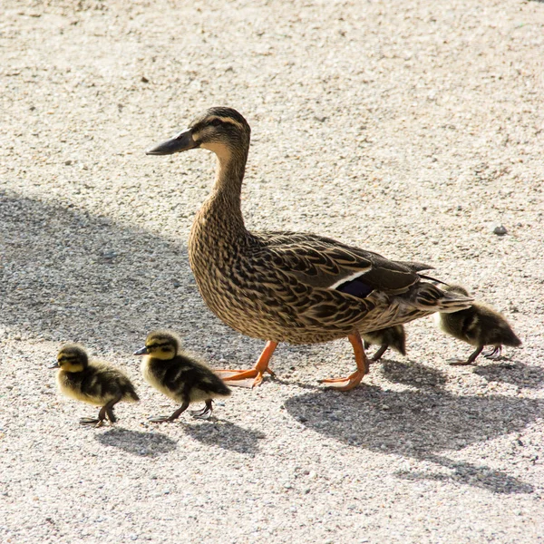 Duck with ducklings.walk in city — Stock Photo, Image