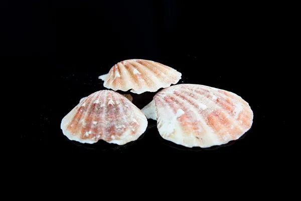 Seashells em fundo preto — Fotografia de Stock