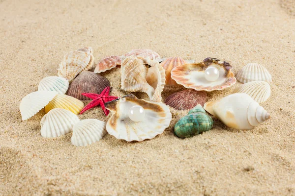 Conchas e estrelas do mar na areia — Fotografia de Stock