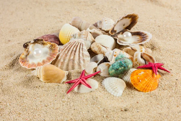 Conchas e estrelas do mar na areia — Fotografia de Stock