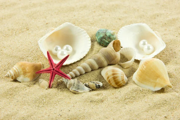 Coquillages et étoiles de mer sur sable — Photo