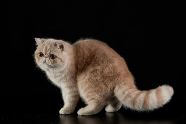 Gatto esotico persiano su sfondo nero — Foto Stock