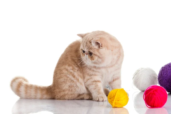 Farklı renk topları ile izole Farsça egzotik kedi — Stok fotoğraf