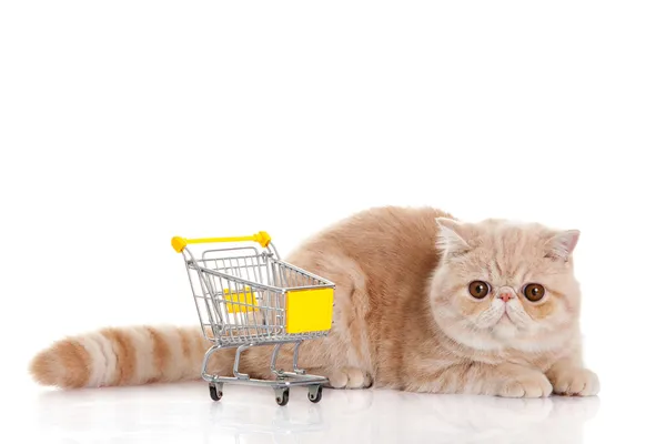 Persian exotic cat isolated with shopping trolly — Stock Photo, Image