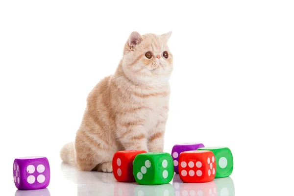Cat with dices isolated on white backgroud — Stock Photo, Image