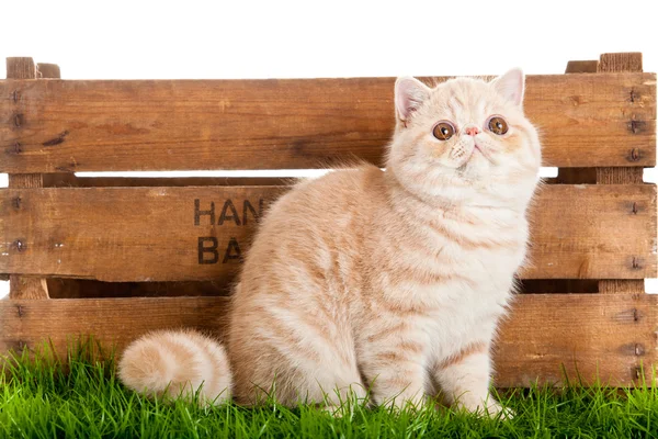 Caixa de madeira adorável gato isolado no fundo branco — Fotografia de Stock