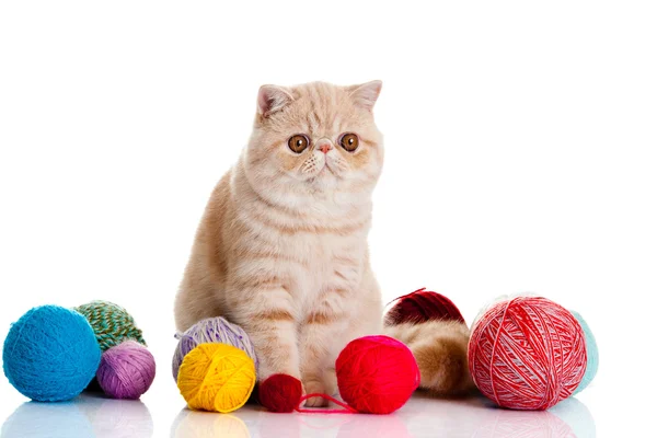 Persiska exotiska katt isolerad med bollar i olika färger Royaltyfria Stockbilder