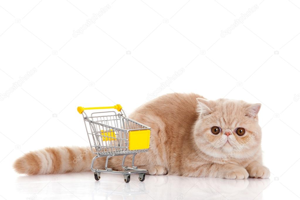 persian exotic cat isolated with shopping trolly