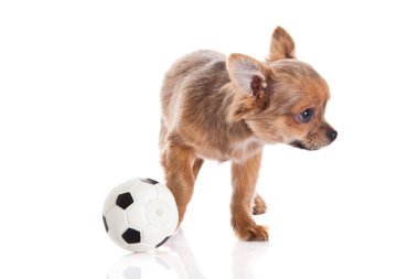 Chihuahua beyaz arka planda izole edilmiş.