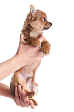 Chihuahua beyaz zemin üzerine izole eller üzerinde
