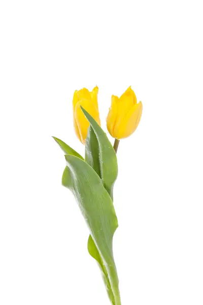 Tulpen geïsoleerd op een witte achtergrond. kleuren — Stockfoto