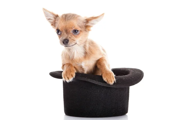 Chihuahua and hat isolated on white background — Stock Photo, Image