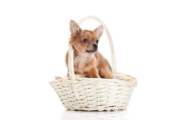 Chihuahua in mand geïsoleerd op witte achtergrond — Stockfoto