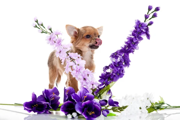 Chihuahua et fleurs isolées sur fond blanc — Photo