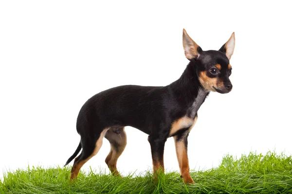 Chihuahua op groen gras geïsoleerd op witte achtergrond — Stockfoto