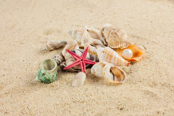 Skjell og sjøstjerner på sand – stockfoto