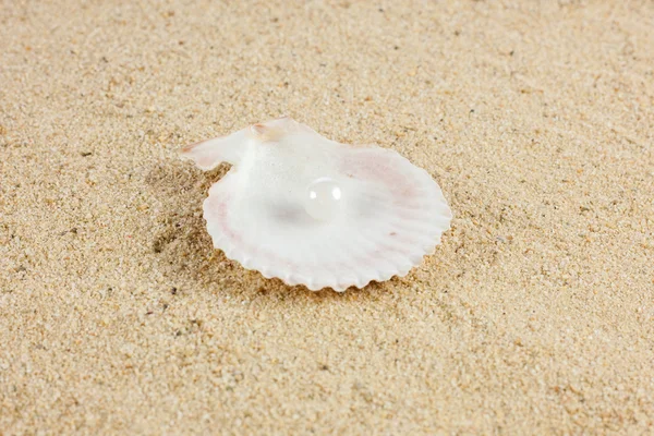 Seashells und starfish on sand — Stock Photo, Image