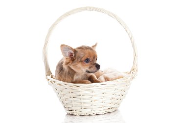 Sepette beyaz zemin üzerine izole Chihuahua