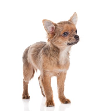 Chihuahua beyaz arka planda izole edilmiş.
