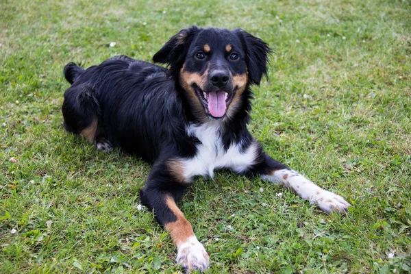 Funny dog — Stock Photo, Image