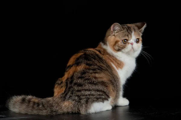 Gato persa exótico no fundo preto — Fotografia de Stock