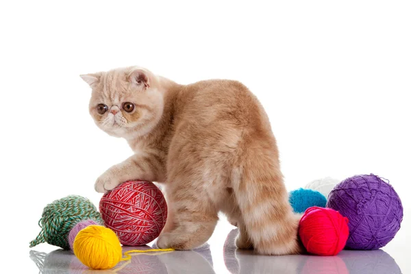 Gatto esotico persiano isolato con palline di diversi colori — Foto Stock